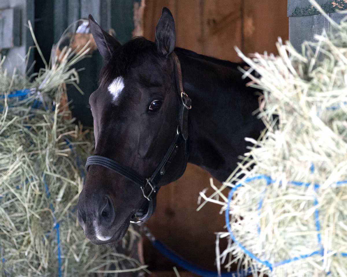 Belmont Stakes preview 2025: Odds, analysis and three top picks to play 4 Belmont Stakes contender Rodriguez