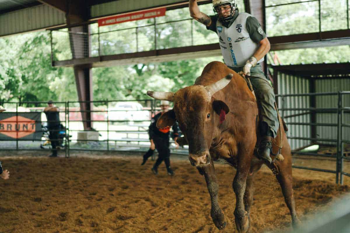 New York Mavericks gear up for a new season of professional bull riding at UBS Arena this fall 2 a bull rider for the New York Mavericks rides a bull in a practice pen