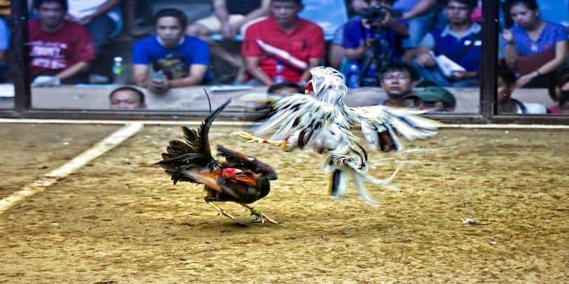 cach-nhan-biet-giong-ga-chien-chat-luong-tren-daga88 (1)