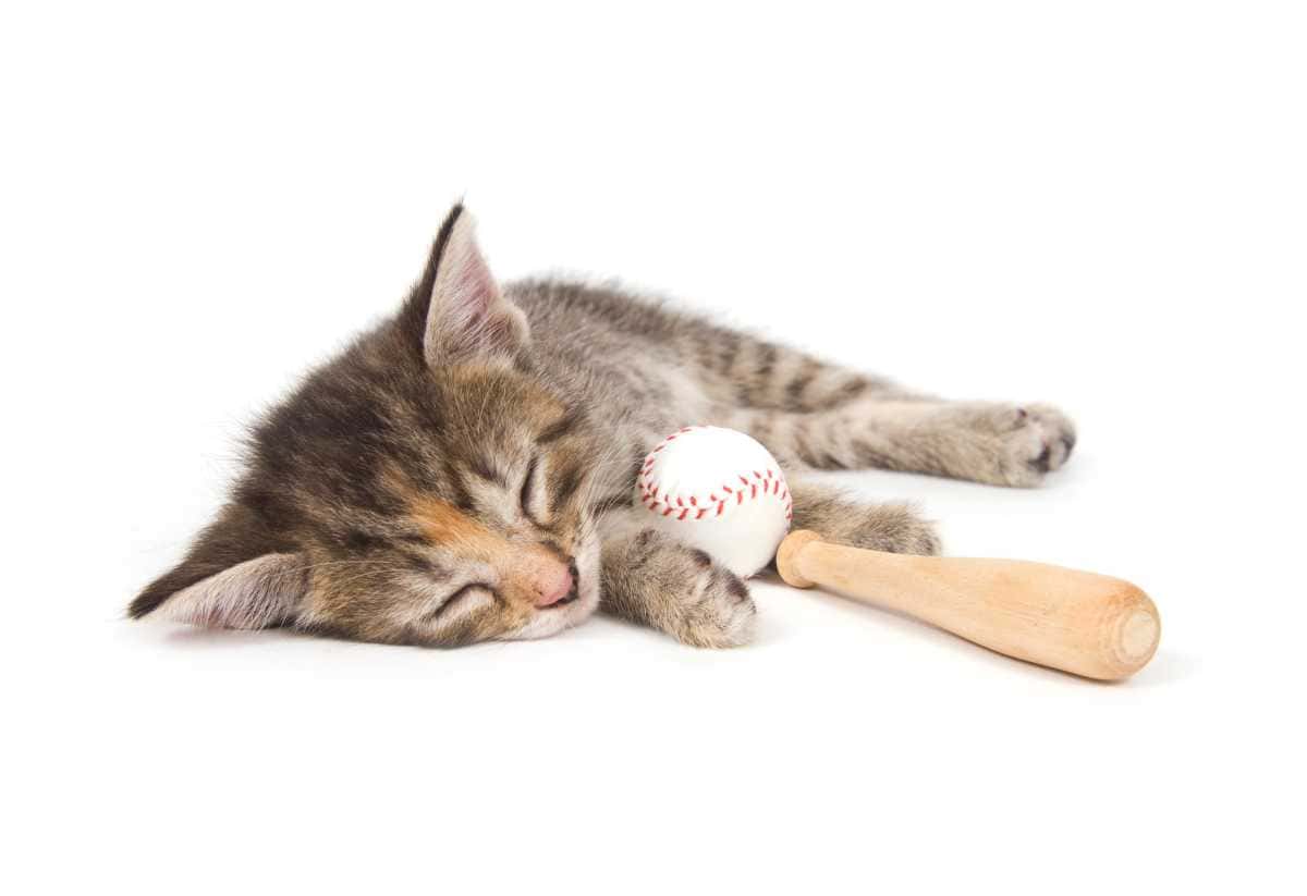 Brooklyn Cyclones to host ‘Purrrfect game’ where fans can bring their cats to Maimonides Park • Brooklyn Paper