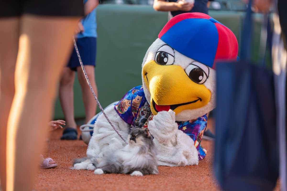 Cat lovers crowd the stands for Cyclones’ first ‘Purrrrfect Game’ • Brooklyn Paper