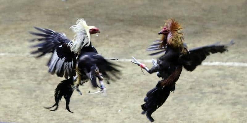 Gioi-thieu-chi-tiet-ve-loai-hinh-da-ga-tai-game-33Win