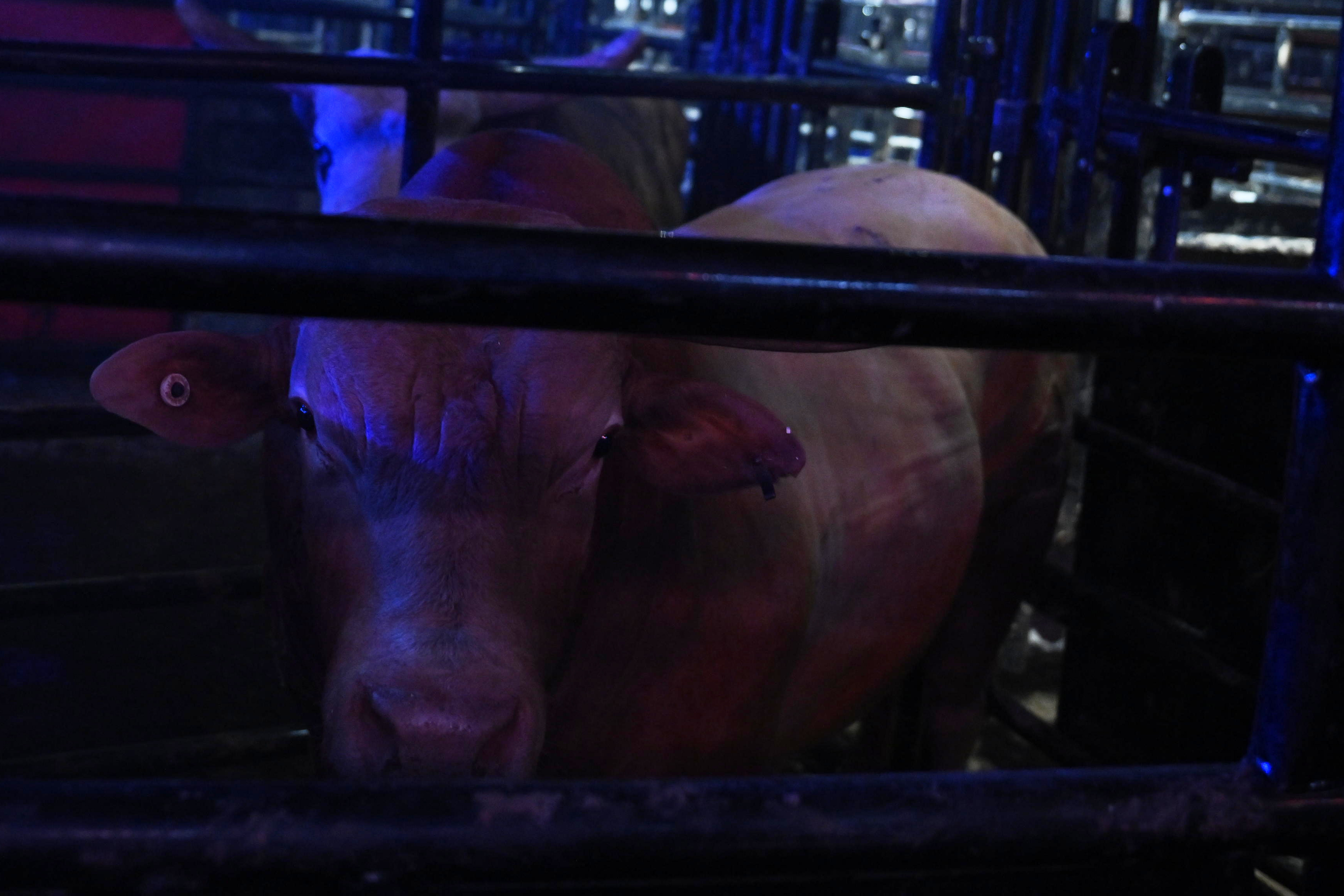 PHOTOS: New York Mavericks make debut at UBS Arena for home matchups of professional bull riding 12 A bull waits in his holding chute.
