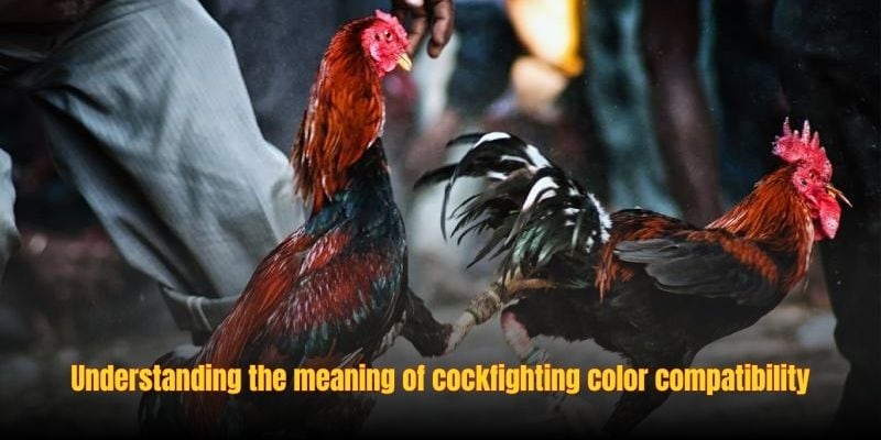 cockfighting-color-compatibility-1