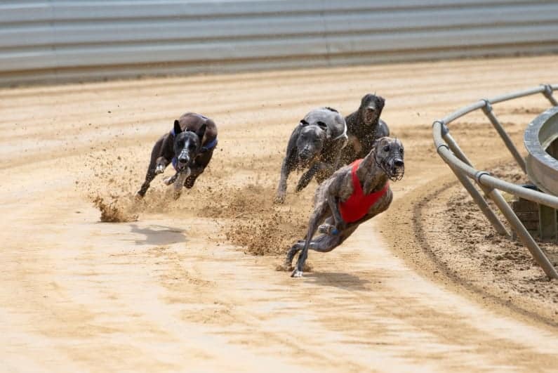 New Federal Bill Aims to Kill US Greyhound Racing Forever