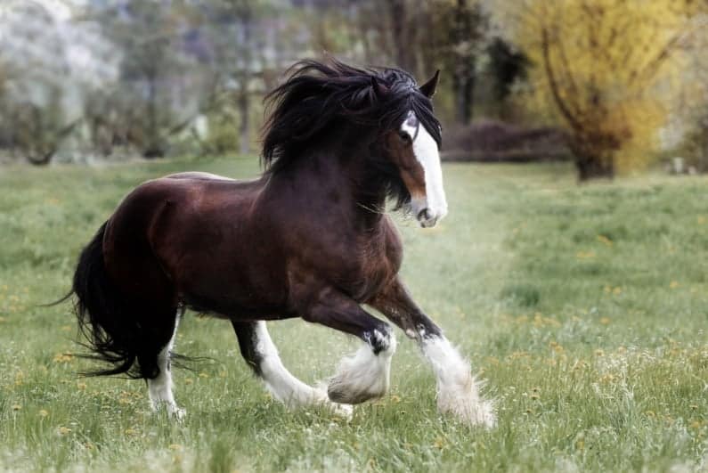 Social Media Baffled as Horse Parades Through South Point’s Casino Floor in Las Vegas
