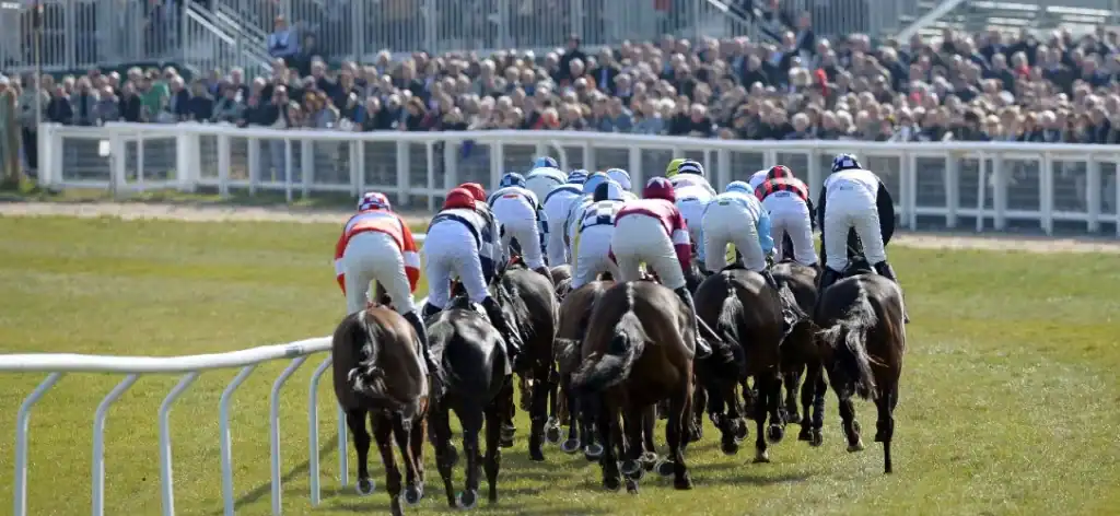 How often do favourites win at Cheltenham?