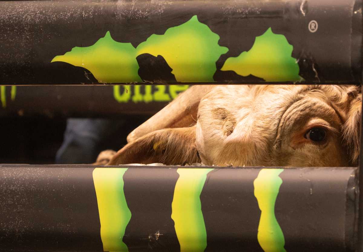 PHOTOS: Professional Bull Riding takes over MSG for three-day sold-out buck-off 13 A bull sits behind a fence before being ridden during the Buck Off at Madison Square Garden.