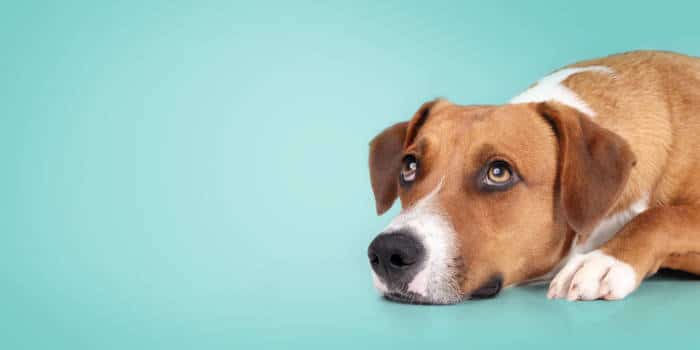 Woman Who Abandoned Puppy at Las Vegas Airport Gets Arrested